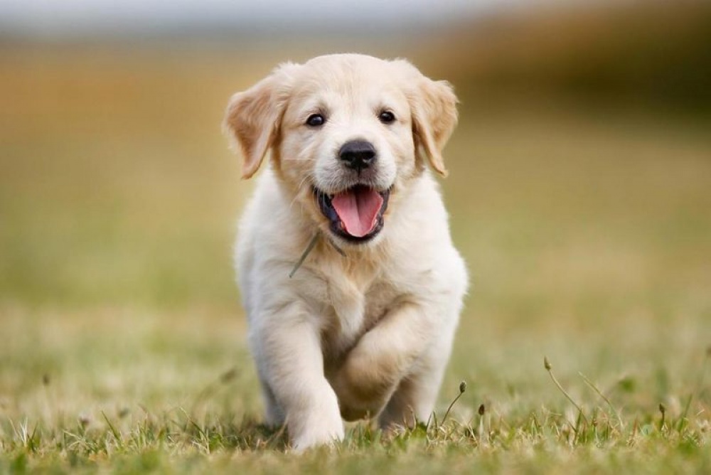 ΔΗΜΟΣ ΜΑΡΑΘΩΝΟΣ: Όλη η αλήθεια για την περισυλλογή των σκύλων από το Κέντρο Υγείας Νέας Μάκρης