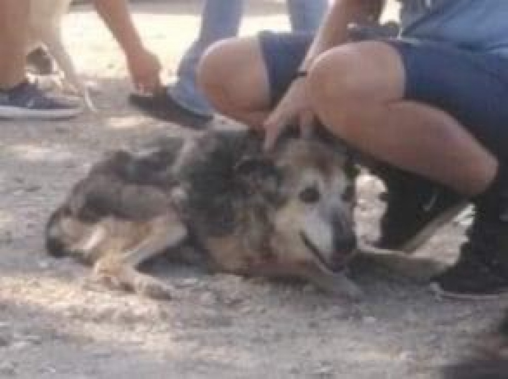 ΔΗΜΟΣ ΡΑΦΗΝΑΣ-ΠΙΚΕΡΜΙΟΥ: Φιλοξενία σκύλων από τις πυρόπληκτες περιοχές