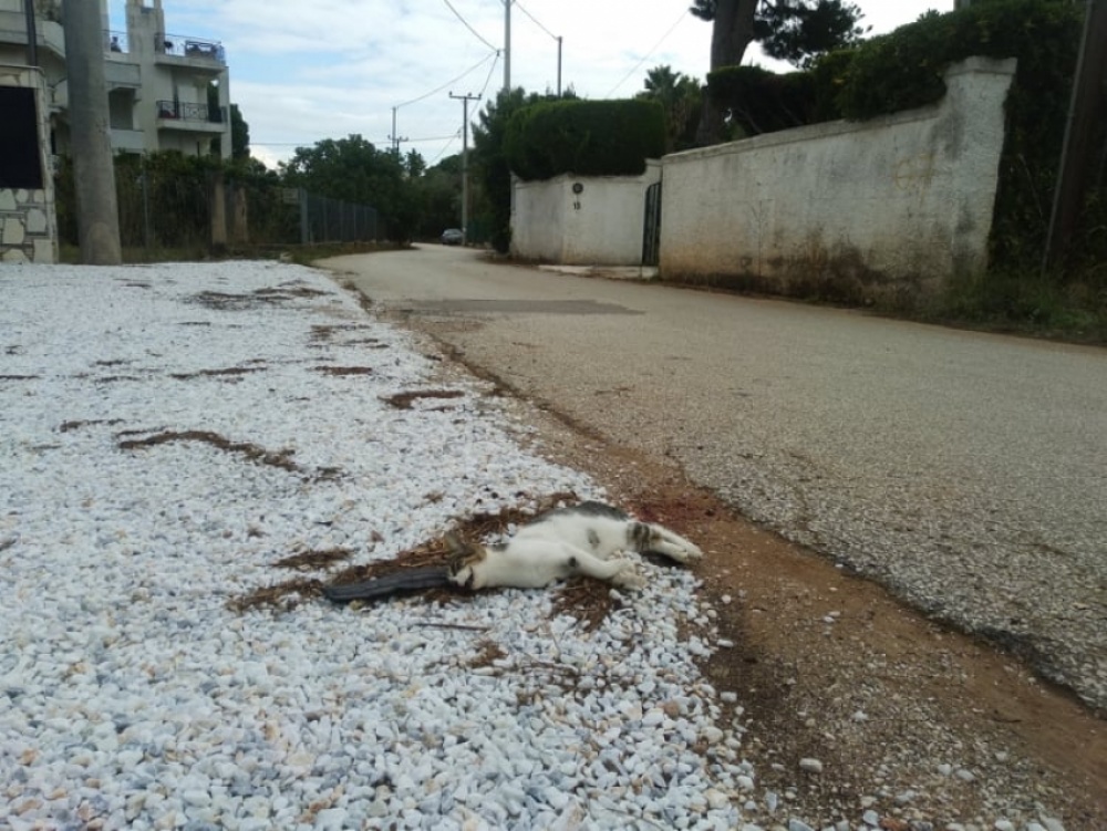 ΕΠΙΚΗΡΥΞΗ: Βρείτε τον φονιά ζώων στο Ζούμπερι - Δίνεται αμοιβή σε όποιον τον αποκαλύψει