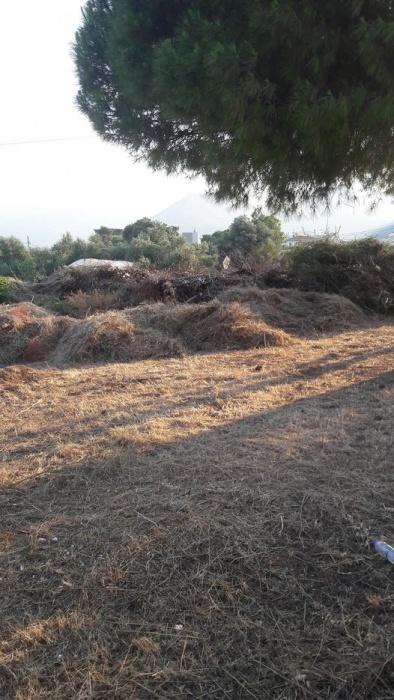 Βασίλης Παπαϊωάννου: Δημαρχε, επιτελους θα μαζευτουν τα ξερα χορτα και κλαδια στην οδο Κυθαθηναιων 3 και Ηρακλεους; 