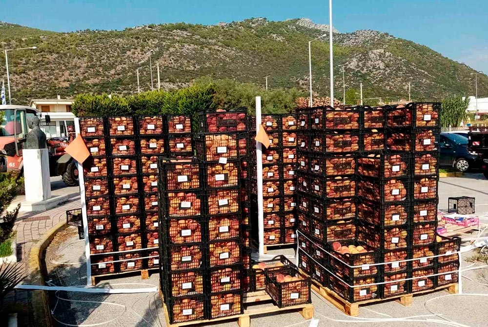 Ολοκληρώθηκε η δωρεάν διανομή ροδάκινων σε όλες τις Κοινότητες του Δήμου Μαραθώνος