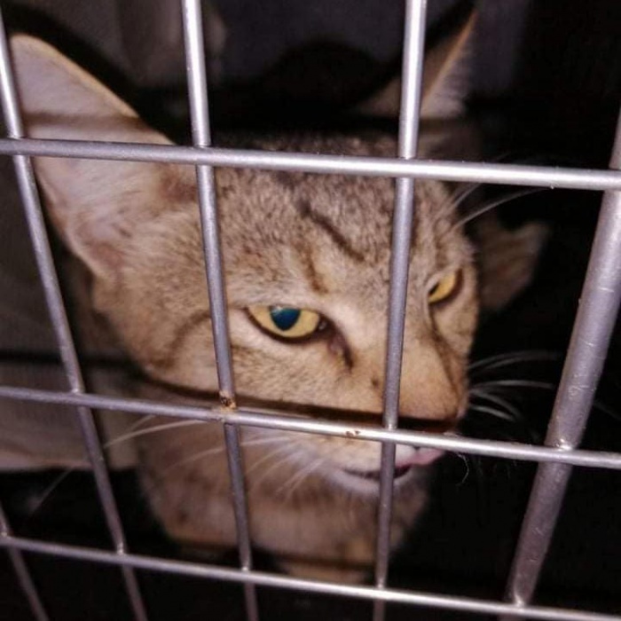 Δήμος Μαραθώνος: Ολοκληρώθηκε η πρώτη δράση μαζικών στειρώσεων αδέσποτων γατιών