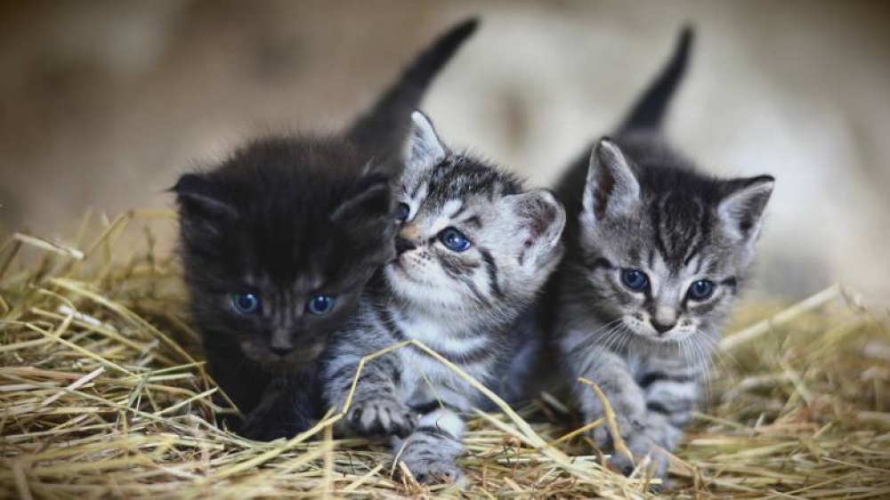 Δήμος Μαραθώνος: Δράση δωρεάν μαζικών στειρώσεων αδέσποτων γατιών