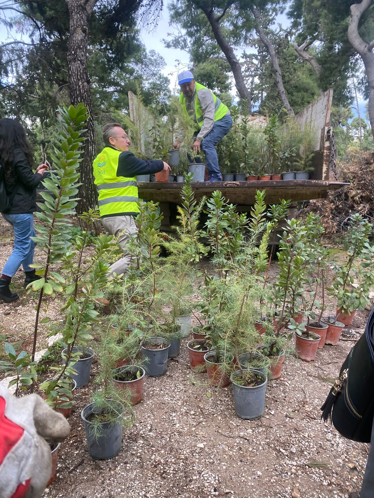 Φύτευση 500 νέων δέντρων στο Άλσος Ιλισίων (photo)