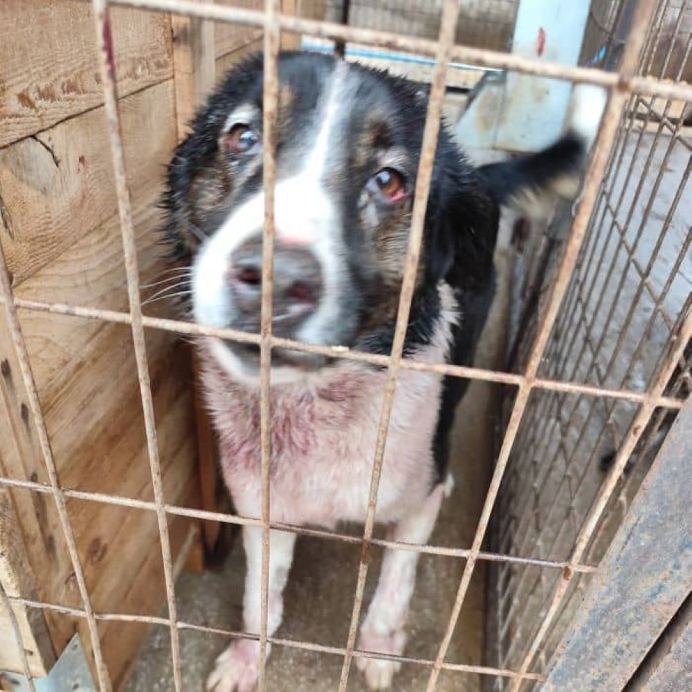 ΔΥΝΑΜΗ ΑΝΑΠΤΥΞΗΣ: Η Δημοτική Αρχή δαπανά, αλλά τα αδέσποτα παραμένουν αβοήθητα μέσα στους οικισμούς