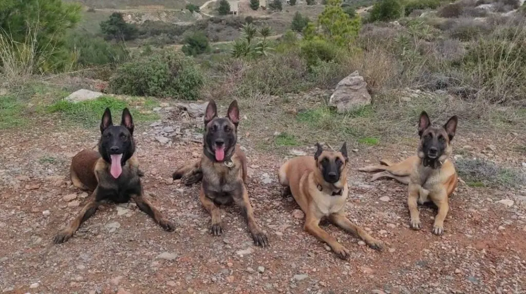 Ο Δήμος Πεντέλης για την απομάκρυνση της Anubis Coldcase K9