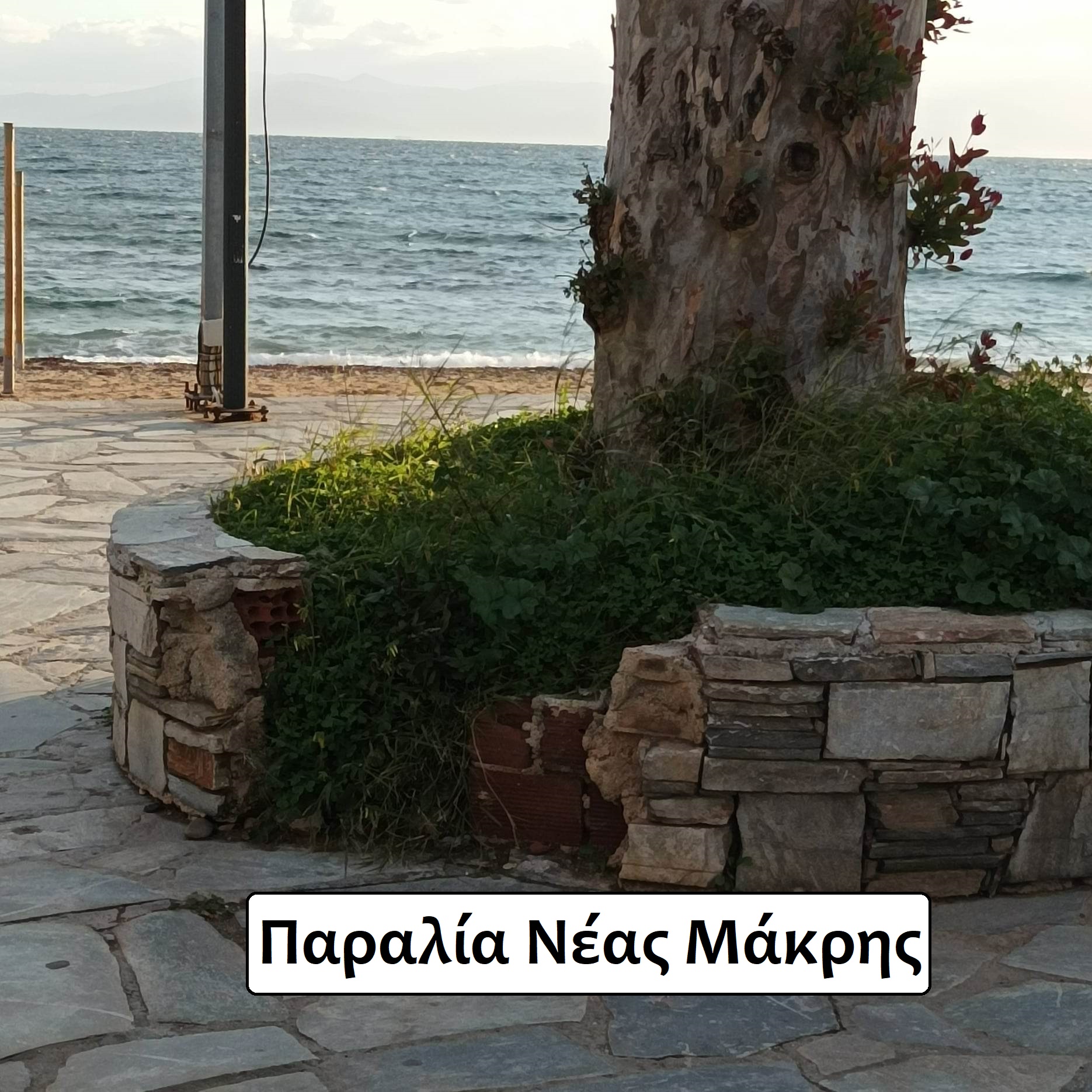 NEA-MAKRI_4